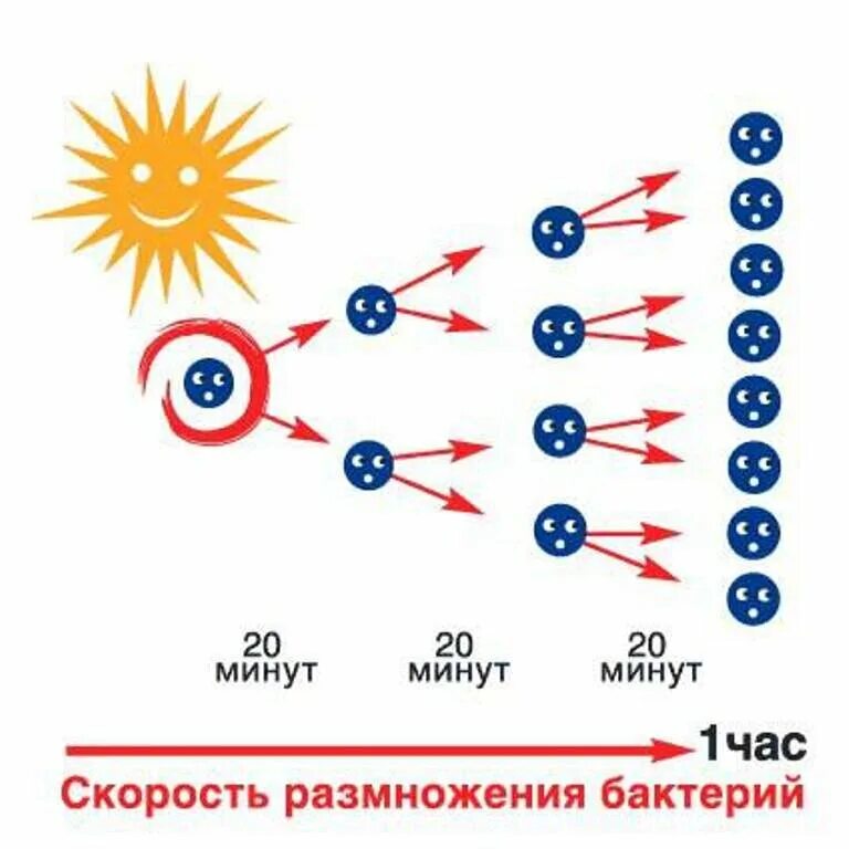 Скорость размножения бактерий. Размножение бактерий. Размножение бактерий прогрессия. Деление бактерий размножение. Скорость деления клетки