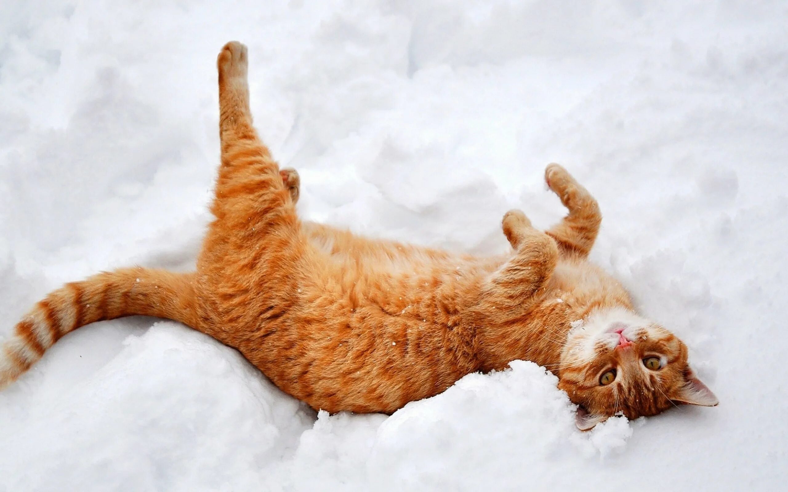 Lay the cat