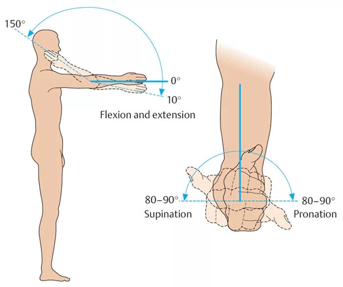 Максимальные движения суставов. Амплитуда движений в локтевом суставе. Объем движений в локтевом суставе. Диапазон движения в локтевом суставе. Об ем движений в локтевом суставе.
