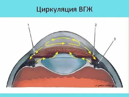 Внутриглазная жидкость