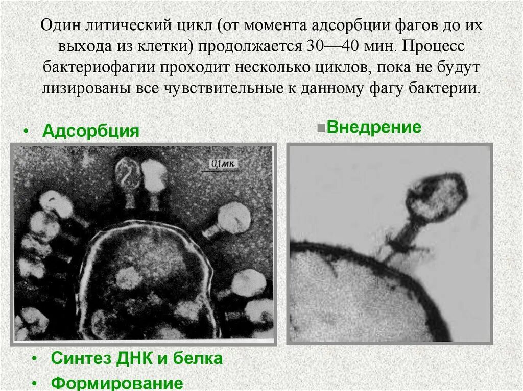 Литический цикл бактериофага. Адсорбция бактериофагов на бактериальных клетках. Литический цикл вирусов. Морфология и физиология бактериофагов. Адсорбция вируса