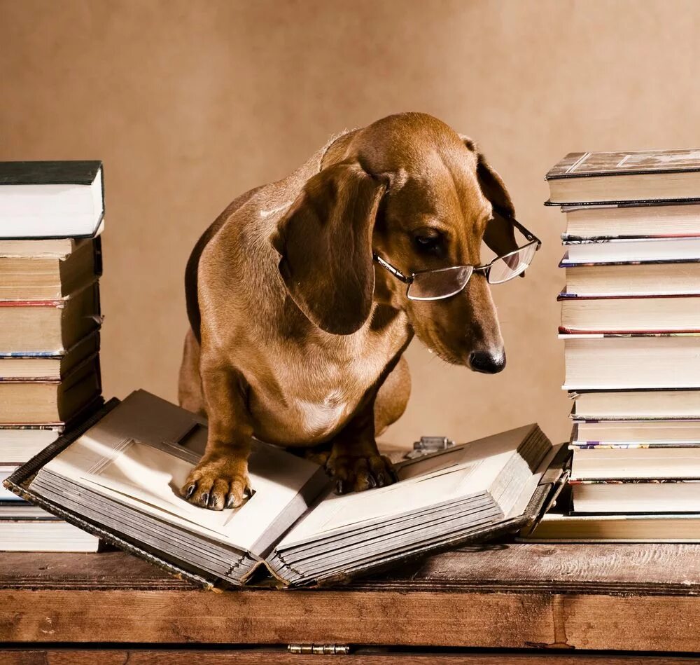 Умная собака в очках. Книги про собак. Умные животные. Собака ученый. Учительница собак
