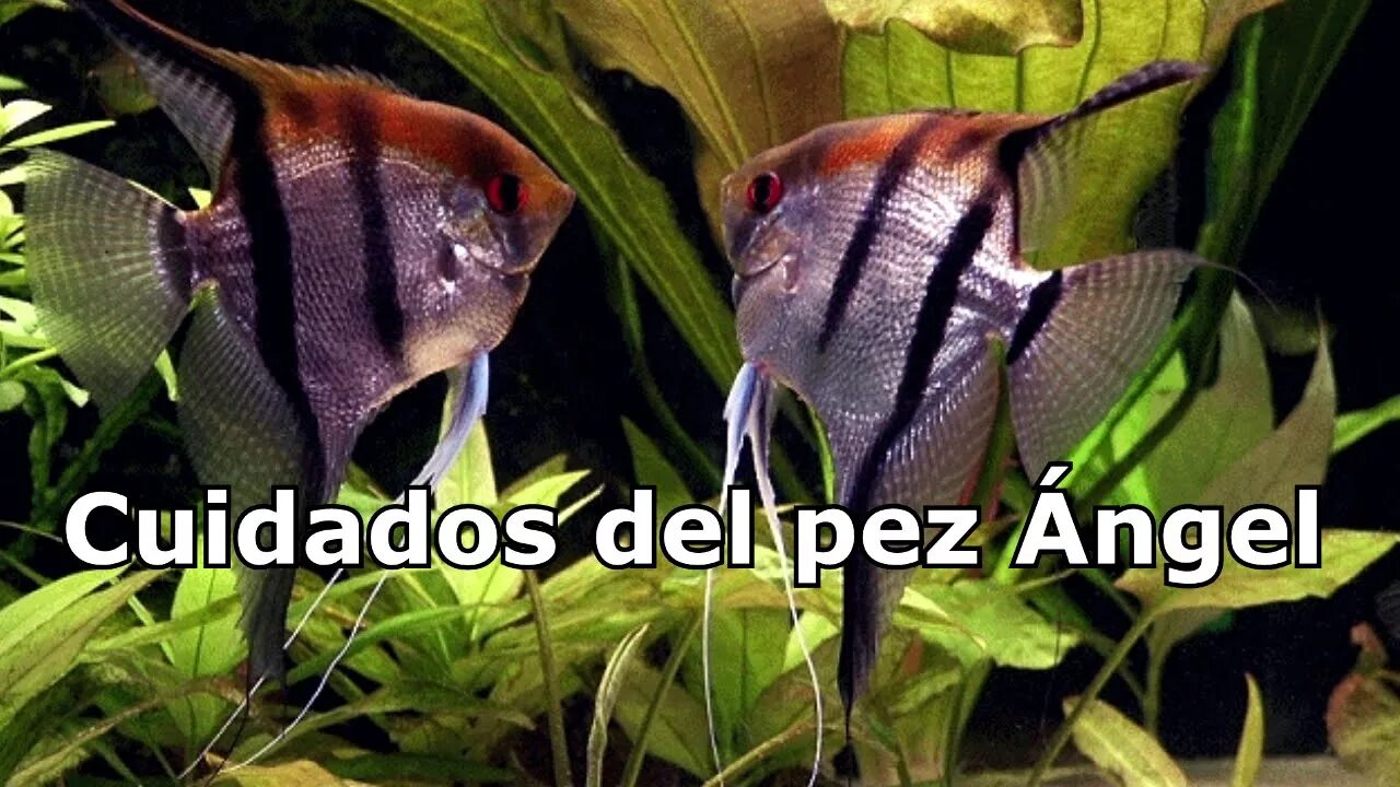 Съели скалярию