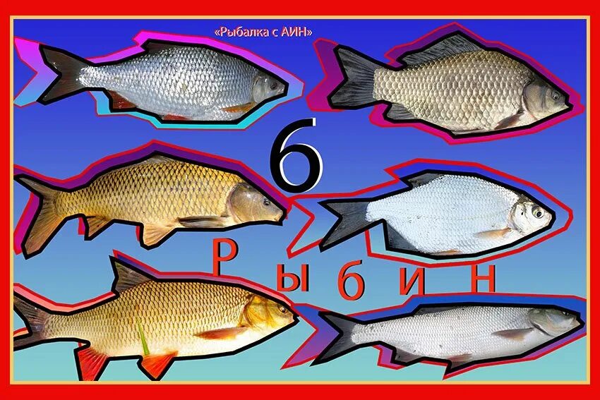 Плотва и карась. Лещ-плотва. язь и сазан отличия. лещ язь сазан. лещ и язь отличия.