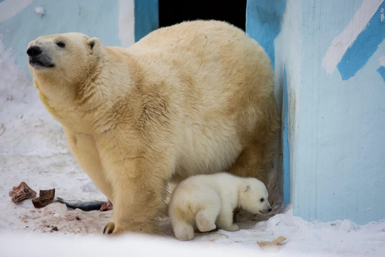 белые медведи московский зоопарк веб камера. белые медведи новосибирский зоопарк веб камера. веб камера в новосибирском зоопарке. веб камеры новосибирска зоопарк. новорожденный белый медведь.