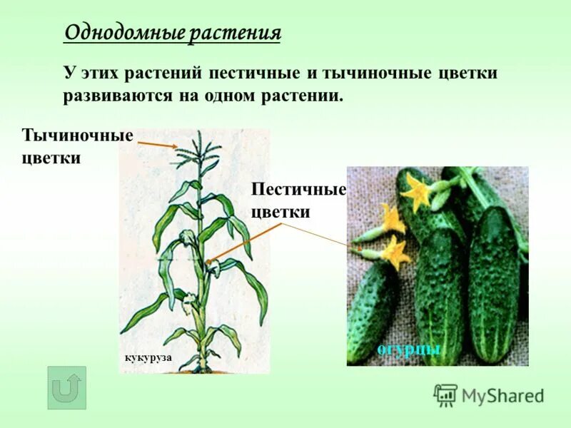 Двудомные однодомные р. Растения однодомные и двудомные биология 6 класс. Однодомные и двудомные растения. Примеры двудомных растений. Ольха однодомное или двудомное.