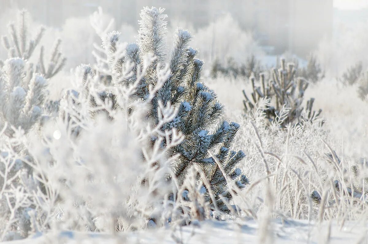 Январские морозы. Ледяная снежинка. Снежок морозец жмет. Мороз картинки. Зимние узоры на стекле.