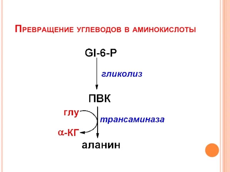 Превращение углеводов. Превращение углеводов в ЖКТ. Превращениетуглеводов. Схема превращения углеводов. Преобразование белка