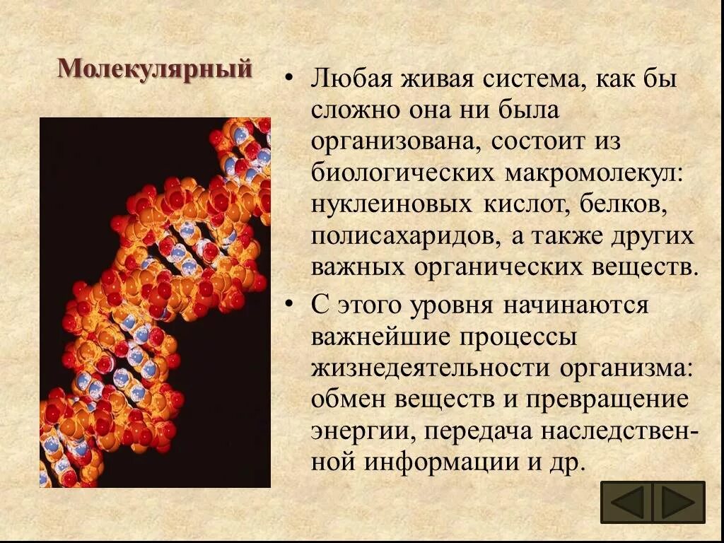 Примеры организменного уровня организации живого. Уровни организации живой материи организменный уровень. Молекулярный уровень организации. Молекулярный уровень организации живой материи. Молекулярный уровень живой природы.