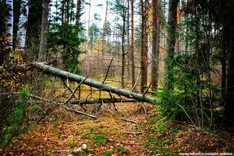 Владимирский лес