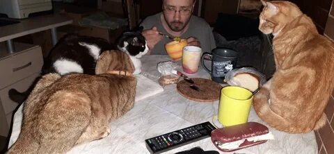 Вечера с котом 3