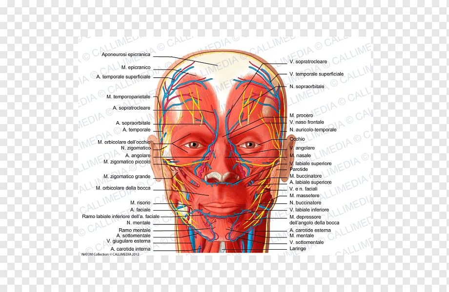 Сосуды на лбу. Анатомия лица сосуды и нервы. Расположение артерий на лице. Расположение сосудов на лице. Сосудистая анатомия лица.