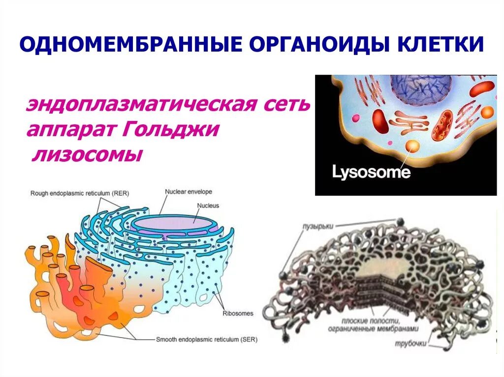 Аппарат Гольджи одномембранный органоид. Одномембранные органеллы строение. Строение одномембранные органеллы клетки. Одномебранный органоиды клетки. Строение клеток мембранные органоиды