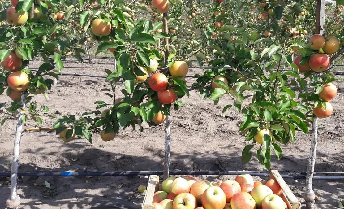 полукарликовая яблоня. яблочные плантации нормандии. интенсивный яблоневый сад. сады придонья саженцы плодовых деревьев. 1 гектар сад яблоневый.