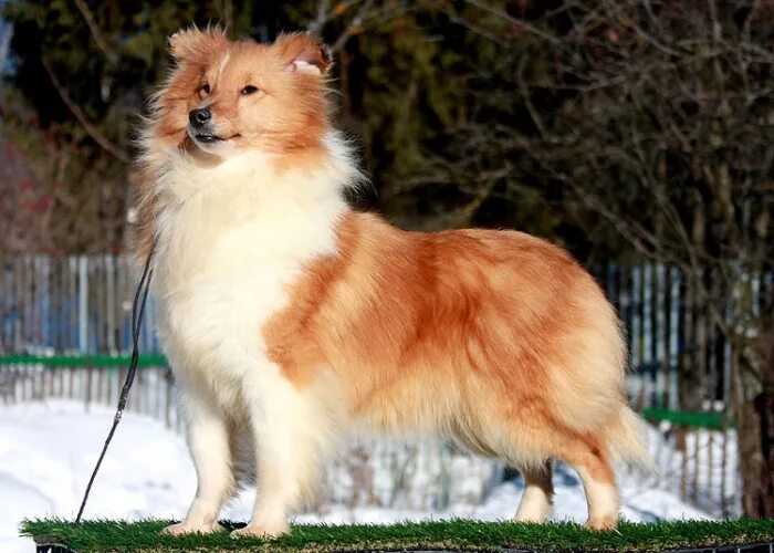 шелти русский фасон из графского поместья. графского поместья шелти. шелти графское поместье питомник. из графского поместья питомник шелти. купить шелти щенка в краснодаре из питомника в москве.