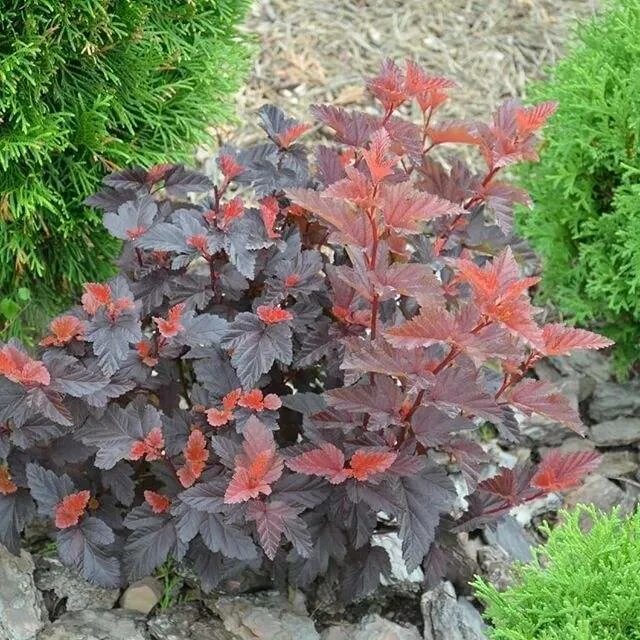 Пузыреплодник литтл энджел. Пузыреплодник энджел. Пузыреплодник калинолистный physocarpus opulifolius andre. Physocarpus opulifolius little angel hoogi016. Пузыреплодник калинолистный little angel.