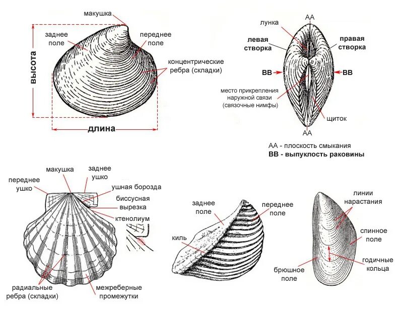 Двустворчатые моллюски строение раковины. Строение раковин двустворчатых и брюхоногих моллюсков. Внешнее строение раковины двустворчатых моллюсков. Раковина двустворчатых моллюсков гребешок. Что означает ракушка