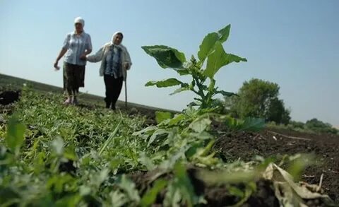 Пенсия сельское хозяйство