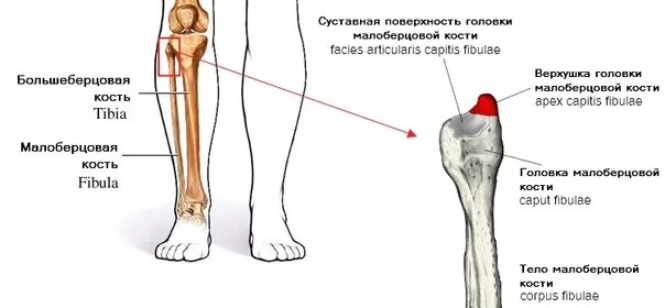 Болит большая берцовая. Дистальный метаэпифиз большеберцовой кости. Дистальный метафиз малоберцовой кости. Верхняя головка малоберцовой кости. Анатомия малоберцовой кости.