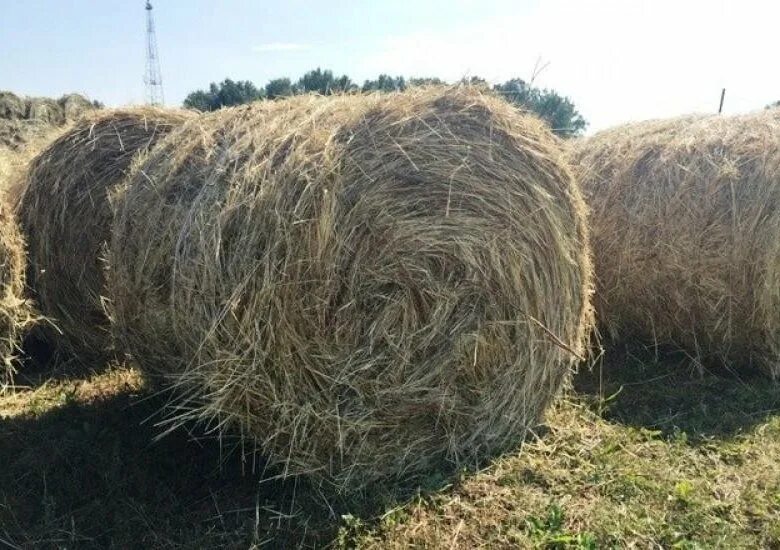 Сено Луговое разнотравие тюки. Сено в рулонах. Сено Луговое в рулонах. Сено Луговое в рулонах 300кг. Сено 1 класса