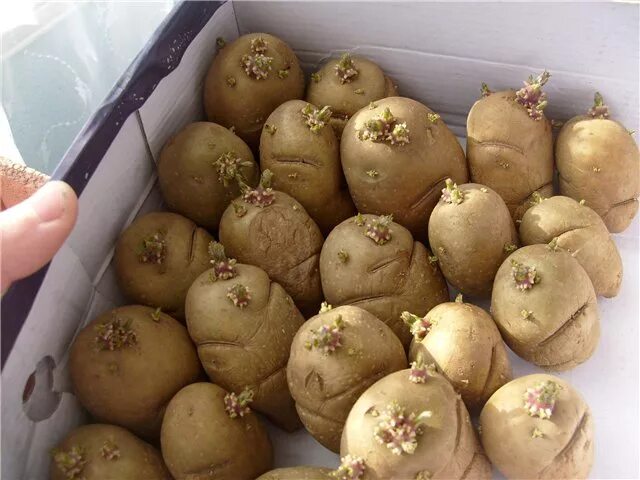 Сорт жуковский. Сорт картофеля жуковский. картофель семенной жуковский ранний. картофель рамос. жуковская сорт картофеля.