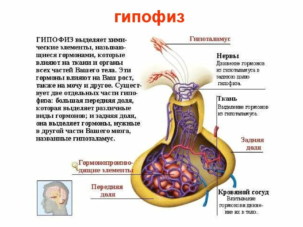 Гипофиз 3 доли. Гипофиз строение и гормоны.