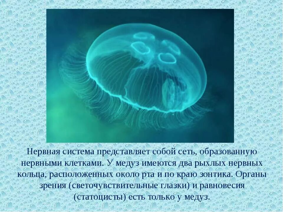 Как используют медуз. Кишечнополостные сцифоидные медузы. нервная система сцифоидных медуз.