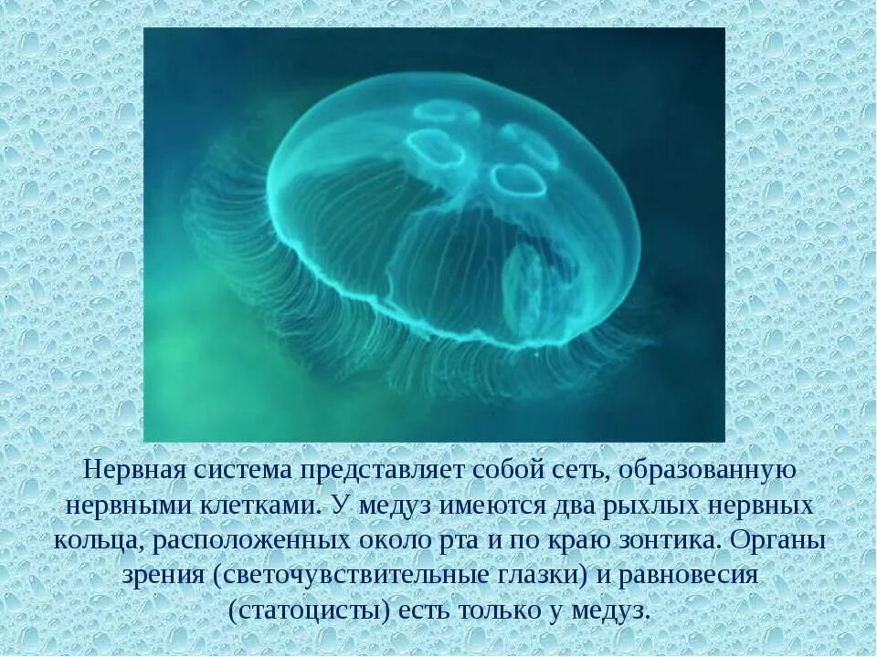 Кишечнополостные Сцифоидные медузы. Нервная система сцифоидных медуз. У медузы есть мозги