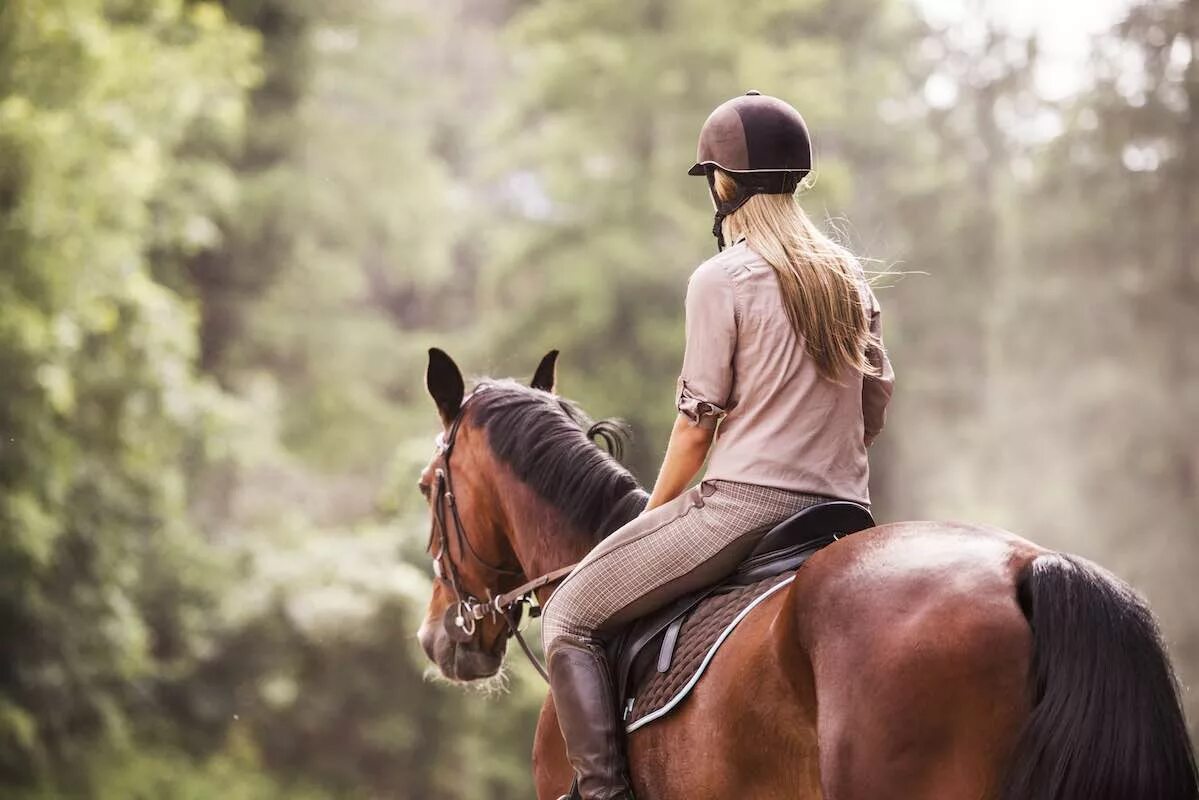 Saddle Seat лошади. Верхом на лошади. Девушка верхом на лошади. Девушка в седле.