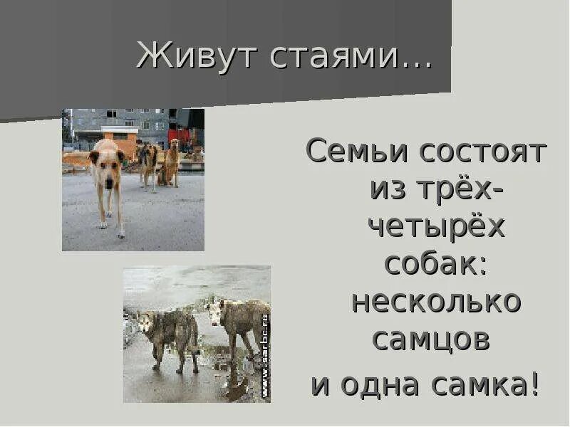 Проект собака 4 класс Plemeno psa Husky oblíbené rysy plemene, užitečná doporučení, fotografie a rec