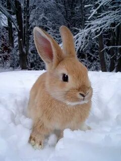 Pet Bunny, Snow Bunnies, Cute Babies, Tiny Bunny, Bunny Rabbits, Bunny Ar.....