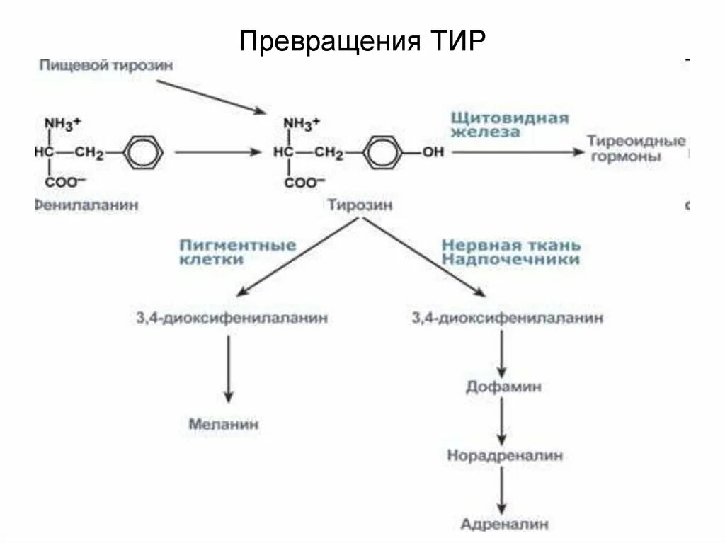 Фенилаланин биохимия. Метаболизм фенилаланина и тирозина биохимия. Фенилаланин превращается в тирозин. Фенилаланин в тирозин. Превращение тирозина в надпочечниках.