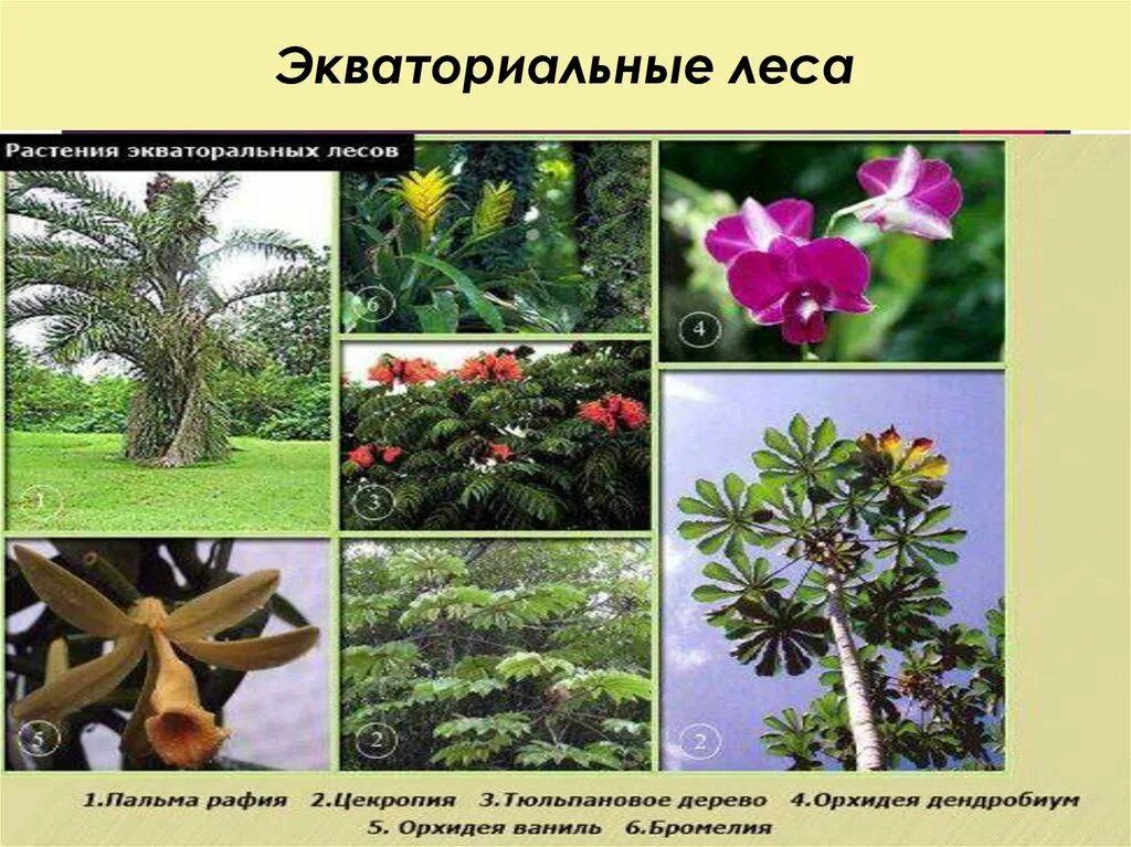 Папоротники в южной америке. Растения и животные влажных лесов. Тропики и субтропики. Влажные экваториальные леса растения. Животные экваториальных лесов названия.