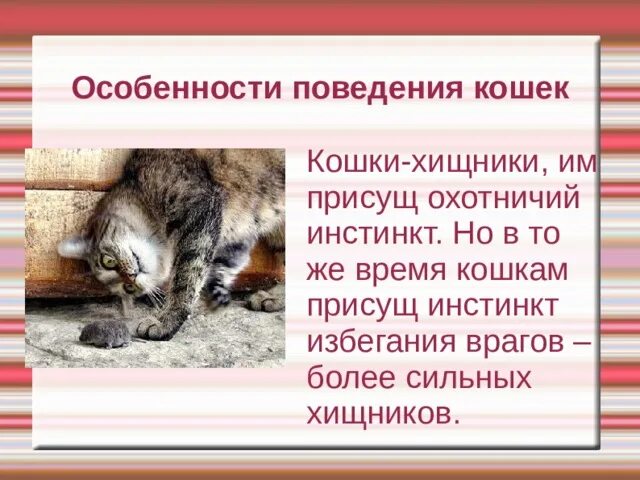 Инстинкт котов. Особенности кошек. Поведение кошек. Инстинкты кошек. Поведенческие особенности кошек.