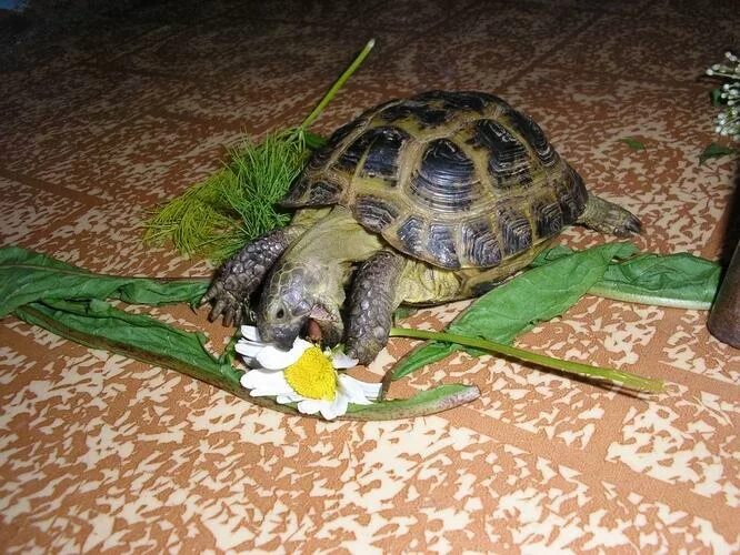 Как содержать домашнюю черепаху сухопутную