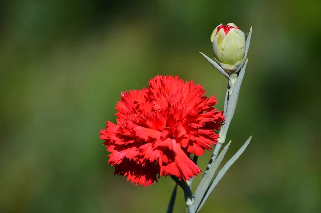 Гвоздики. Гвоздика ред Мэджик. Dianthus Red гвоздика. Rockin Red гвоздика. Гвоздика соцветие.