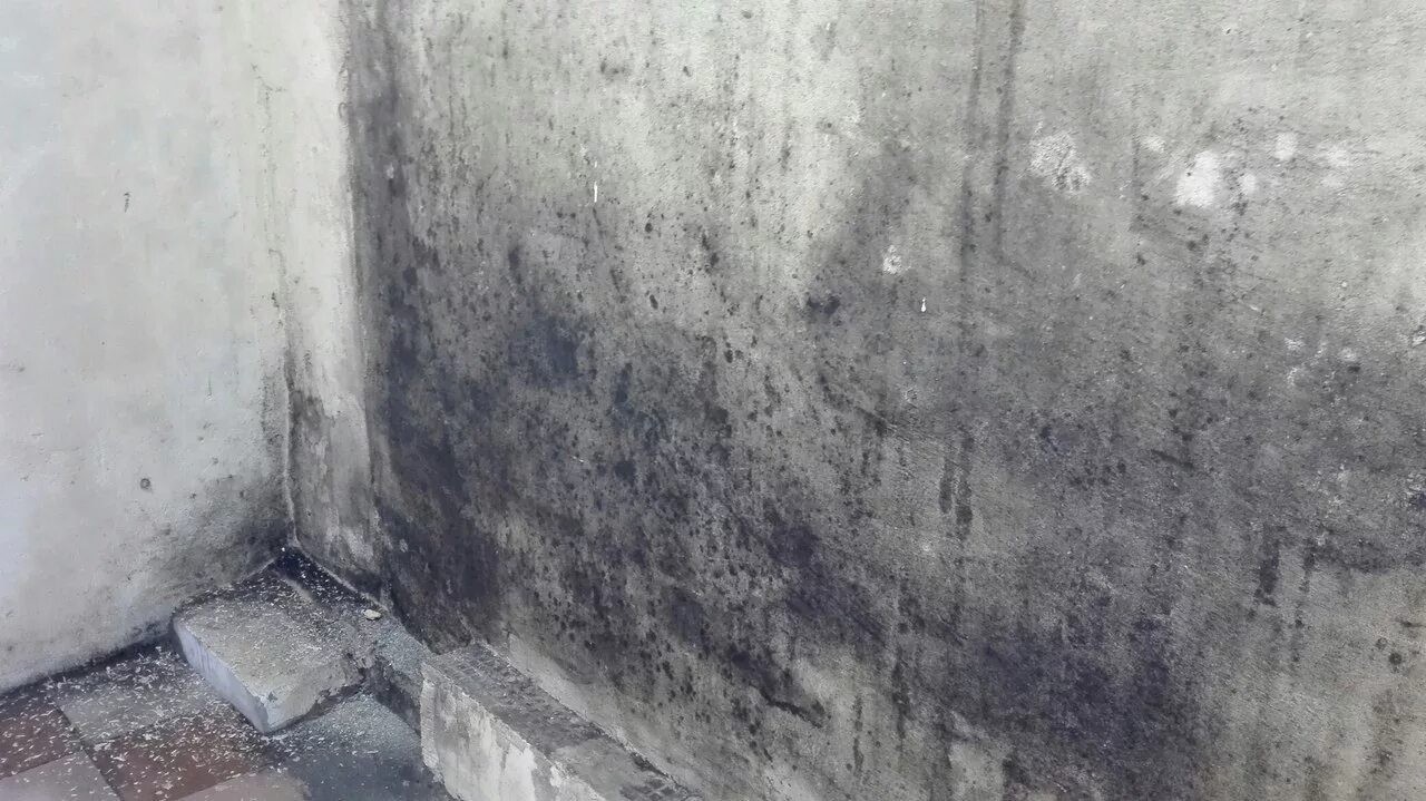 Грибок на бетонной стене. Черная плесень на бетоне. Грибок на бетоне. Стена бетон с плесенью. Плесень на бетоне