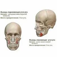 Строение нижней губы человека. Нижняя губа на латинском. Круговая мышца губ анатомия. Нижняя губа на латинском. Мышца опускающая нижнюю губу латынь.