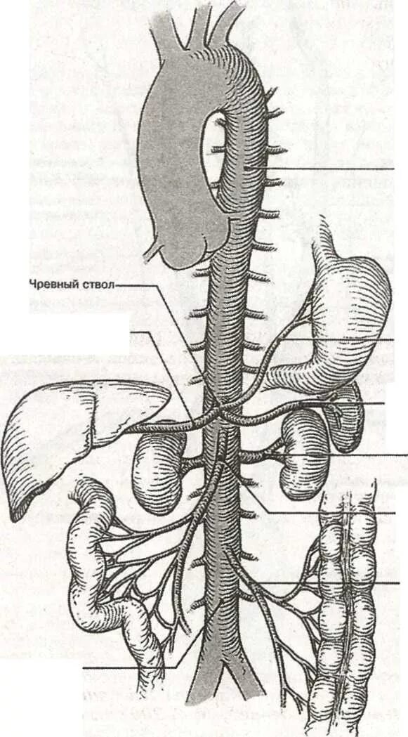 Брюшная аорта чревный ствол. Кровоснабжение чревного ствола. Артерия и чревный ствол анатомия. Чревный ствол и его ветви