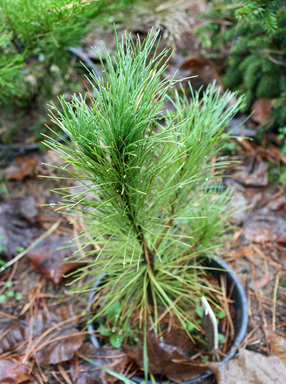 Сосна румелийская купить. Румелийская сосна ниваки. Pinus peuce Fulda. Pinus peuce Pacific Blue.