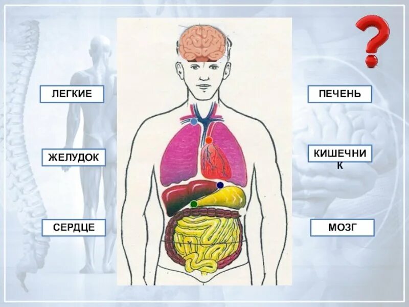 Внутренние органы строение схема. Внутренние органы человека схема. Макет внутренних органов человека. Внутренние органы человека для детей. Схема строения тела человека с внутренними органами.