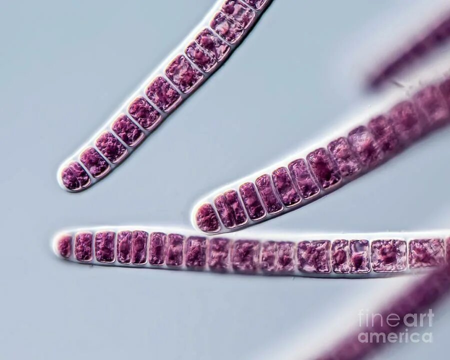 Красные водоросли клетки. Красные водоросли под микроскопом. Микроскопические красные водоросли. Бангия. Red algae microorganisms.