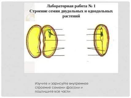 Семя пшеницы отличается от семени фасоли