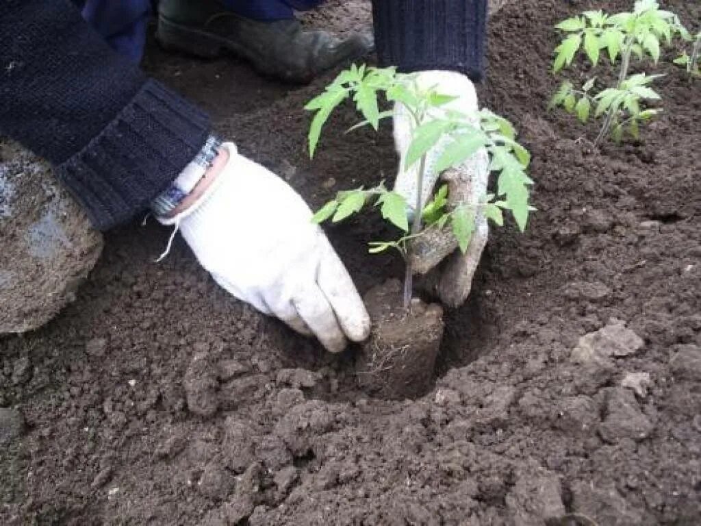 Высадка рассады помидор в открытый. Высаживание рассады помидор. Посадка томатов на рассаду. Высадка рассады томатов в грунт. Посев помидор в открытый грунт.