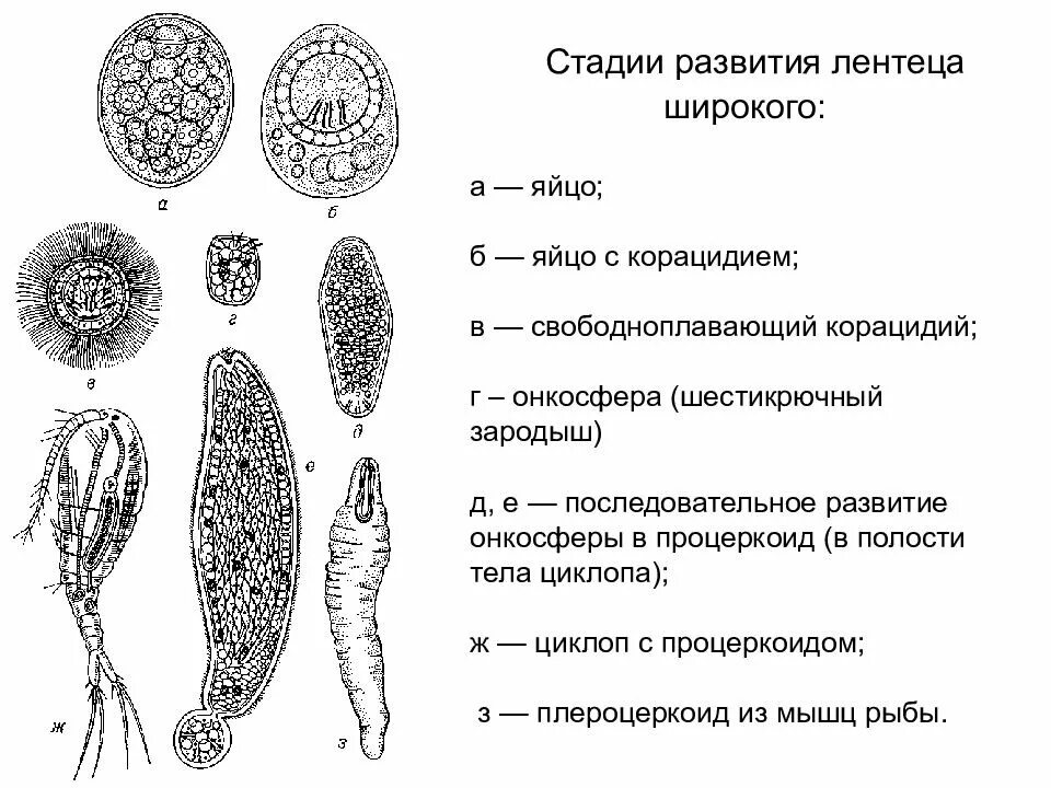 Личинки лентеца. Стадии жизненного цикла широкого лентеца. Широкий лентец корацидий. Сколекс широкого лентеца строение. Широкий лентец строение яйца.