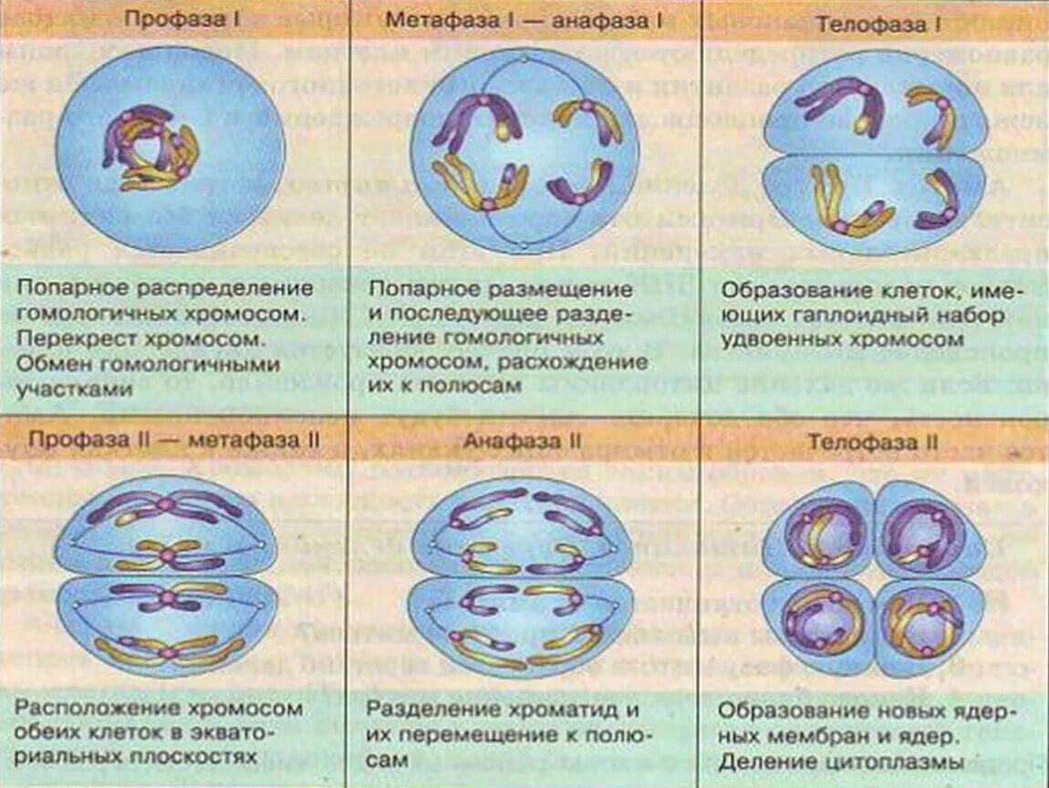 Мейоз происходит у человека. Фазы мейоза мейоз 1 мейоз 2 таблица. Фазы и стадии мейоза 2. Фазы мейоза 1 деление 2 деление. Фазы мейоза 1 и 2.