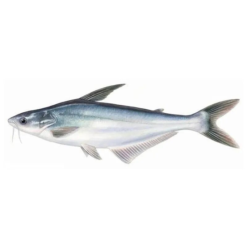 Как выглядит рыба пангасиус. Пангасиус рыба. pangasius рыба. pangasianodon hypophthalmus. морская белая рыба пангасиус.
