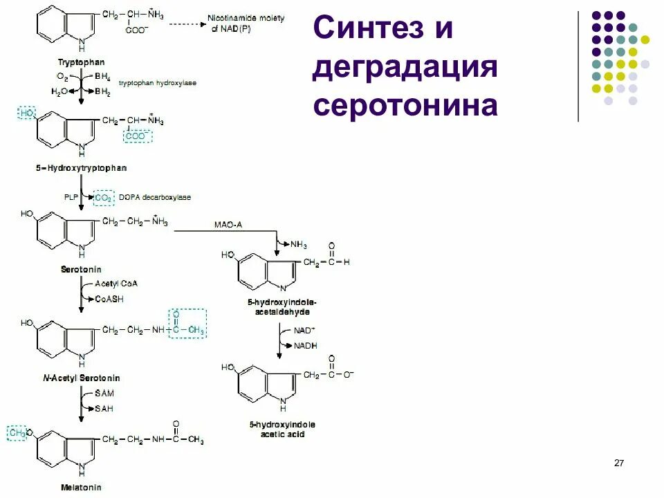 27 синтезы. Синтез серотонина из триптофана. Схема синтеза серотонина из триптофана. Синтез серотонина из триптофана биохимия. Синтез серотонина биохимия схема.