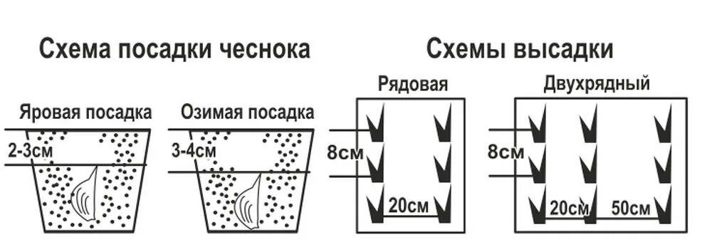 Схема посадки озимого чеснока. Схема и глубина посадки озимого чеснока. Схема высадки озимого чеснока. Посадка чеснока осенью схема посадки.