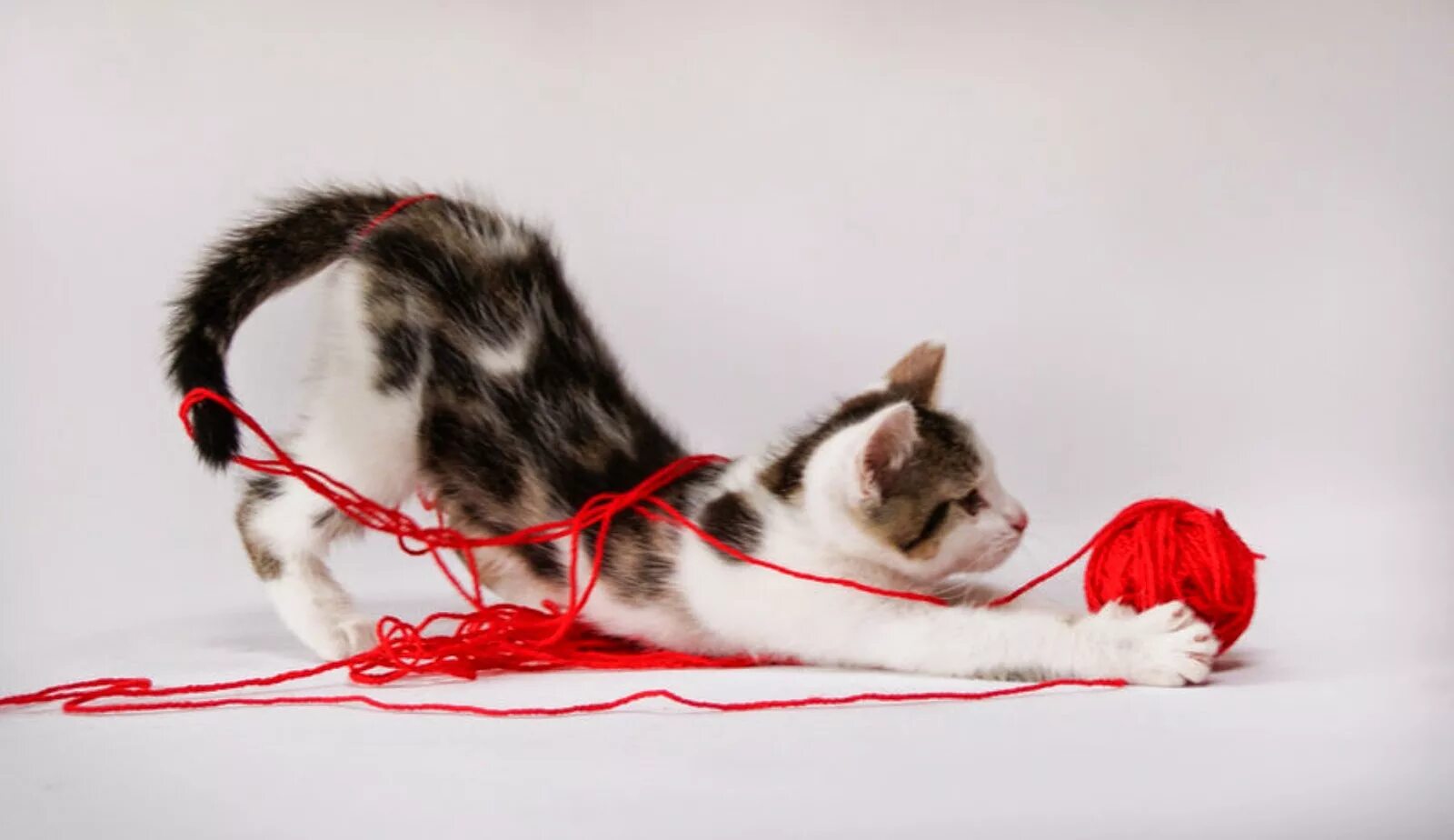 Котенок играющий с клубком. Котёнок и клубок. кот с клубком. котенок с клубочком.